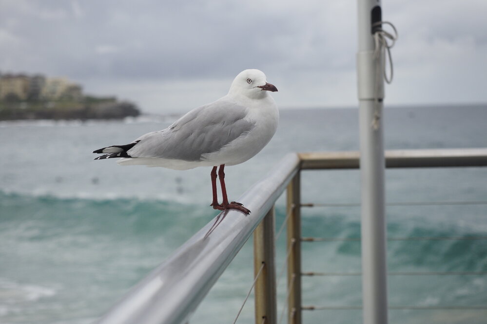 BIC Open Water Challenge 2024