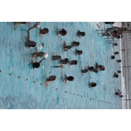 Bondi Icebergs Opening Day 02.05.2021