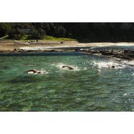 BIC Ladies away swim Stanwell Park 2021