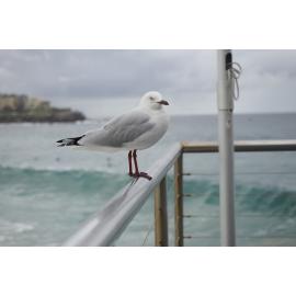 BIC Open Water Challenge 2024