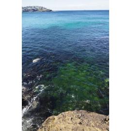 BIC_Syd_Invitational_Meet_28.07.2024_1550